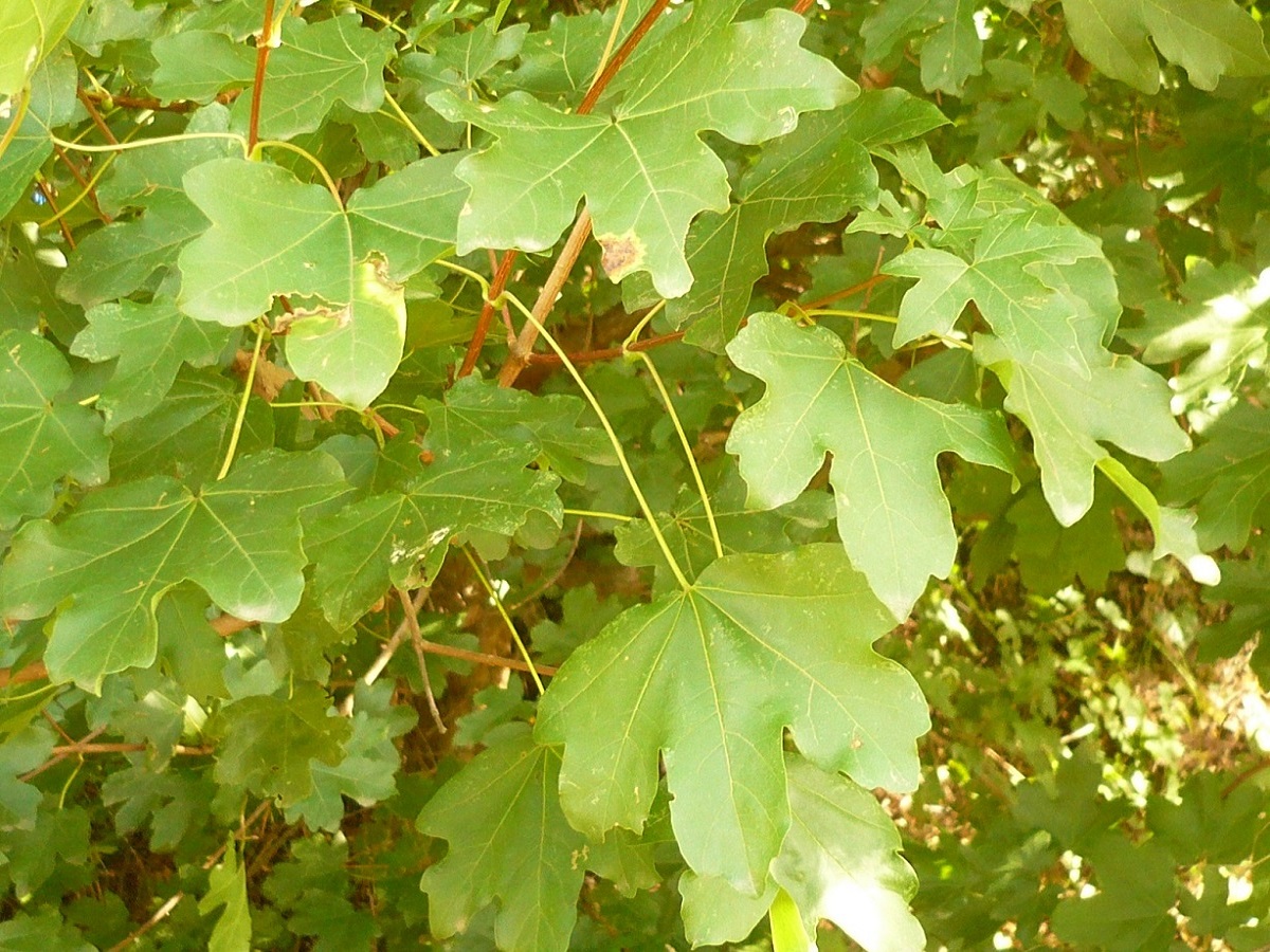 Acer campestre x A. pseudoplatanus (Sapindaceae)
